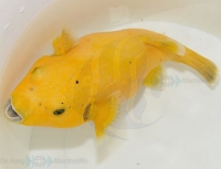 Arothron citrinellus (gelb) - Zitronenkugelfisch XXL