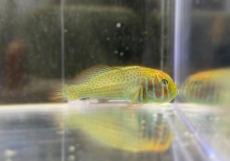 Bild zu Gobiodon histrio/rivulatus - Blaupunkt-Korallengrundel