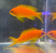 Bild zu Pseudanthias squamipinnis - Juwelen Fahnenbarsch