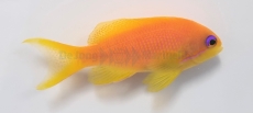 Pseudanthias squamipinnis - Juwelen Fahnenbarsch