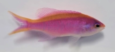 Pseudanthias (Mirolabrichthys) tuka - Mirolabrichthys tuka