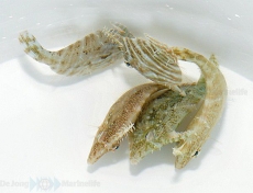 Acreichthys radiatus