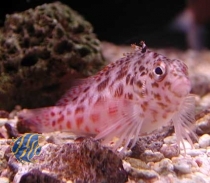 Cirrhitichthys aprinus - Gefleckter Korallenwächter