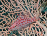 Oxycirrhites typus - Langschnäuziger Korallenwächter