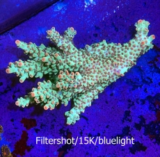 Acropora