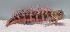 Blenniella chrysospilos - Rotpunkt-Schleimfisch