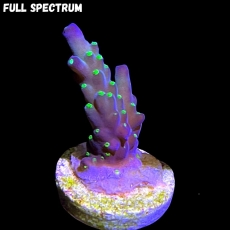 MM Acropora tricolor xs-Frags