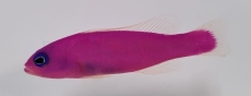 Pictichromis porphyrea - Porphyr-Zwergbarsch