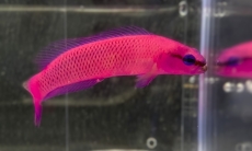 Bild zu Pseudochromis fridmani - König Salomon Zwergbarsch NACHZUCHTEN (keine Garantie auf Paare)