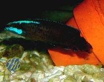 Pseudochromis springeri - Springers Zwergbarsch NACHZUCHTEN