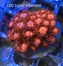 Goniopora