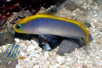 Pseudochromis flavivertex - Gelbrücken Zwergbarsch