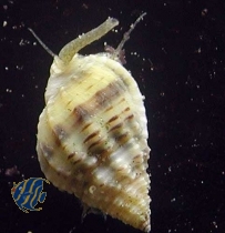 Nassarius vibex (10 Stk.) - Karibische Wellhornschnecke