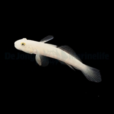 Valenciennea sexguttata -  sixspot goby or Six-spot sleeper