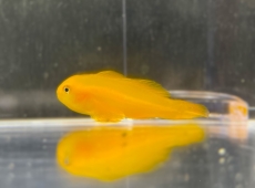 Bild zu Gobiodon okinawae - Gelbe Korallengrundel