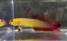 Nemateleotris decora - Dekor-Schwertgrundel