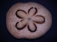 Clypeaster humilis - großer Sanddollar