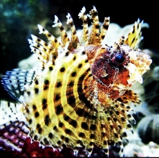 Bild zu Dendrochirus brachypterus