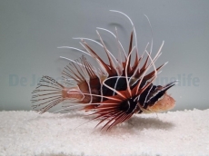 Pterois radiata - Strahlen-Rotfeuerfisch