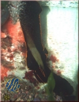 Platax pinnatus - Fledermausfisch