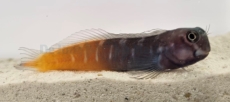 Ecsenius bicolor - zweifarbiger Schleimfisch