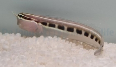 Ecsenius lineatus - Gestreifter Blenny