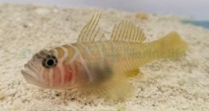 Priolepis boreus/cincta - Grundel