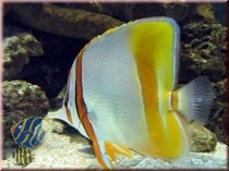 Chelmon marginalis - Pinzettfisch