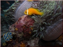 Amphiprion nigripes - Malediven Anemonenfisch