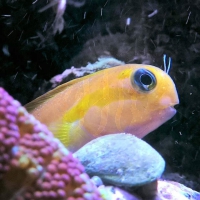 Ecsenius midas - Gold - Schleimfisch