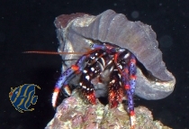 Clibanarius tricolor- Blaubein-Einsiedlerkrebs