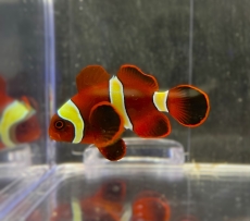Bild zu Amphiprion (ehem. Premnas) epigramma-Samtanemonenfisch(gelbe Binden) - NZ / Nur Einzeltiere!