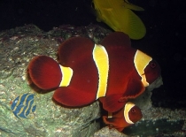 Amphiprion (ehem. Premnas) epigramma-Samtanemonenfisch(gelbe Binden) - NZ / Nur Einzeltiere!