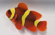 Amphiprion (ehem. Premnas) epigramma-Samtanemonenfisch(gelbe Binden) - NZ / Nur Einzeltiere!