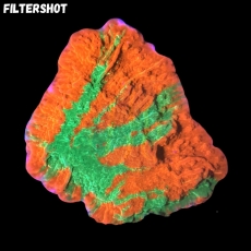 MM Montipora grafted