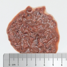 Bild zu Fauna Marin Arctic Plankton / Mysis 250 ml (14190)