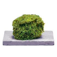 Bild zu Fauna Marin Frag Tiles 10 x 10 x 1 cm 10 Stück (17380)