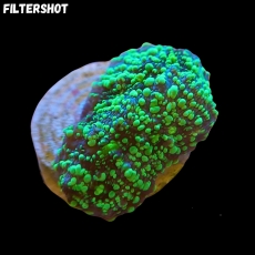 MM Echinophyllia Chalice -green dots and stripes-