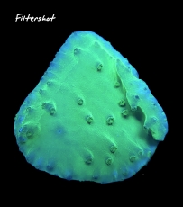 MM Turbinaria mesenterina greenish