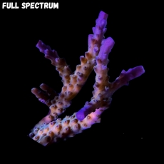 MM Acropora valida