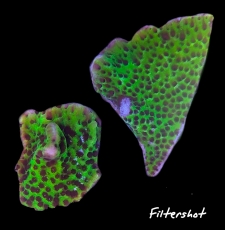 MM Montipora confusa