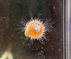 Bild zu Salmacis sp. 