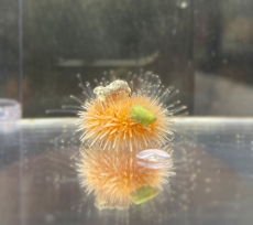 Bild zu Salmacis sp. 
