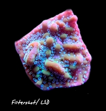 MM Montipora undata 