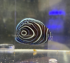 Bild zu Pomacanthus imperator juvenil - Imperator-Kaiserfisch