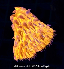 Bild zu Fungia sp. orange - Frags - #2064