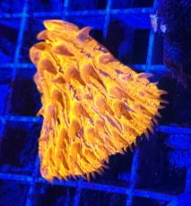 Bild zu Fungia sp. orange - Frags - #2064