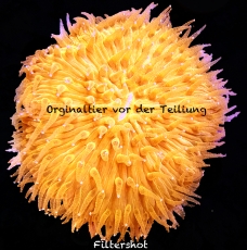 Bild zu Fungia sp. orange - Frags - #2064
