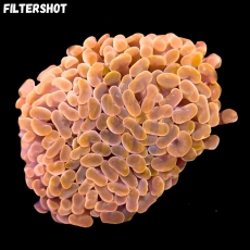 Bild zu MM Fimbriaphyllia (Euphyllia) paraancora Einzelkopf 