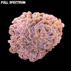 Bild zu MM Fimbriaphyllia (Euphyllia) paraancora Einzelkopf 